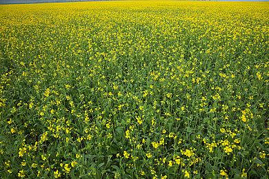 有钱人的快乐！马斯克曾要求前女友cos《守望先锋》天使